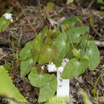 Epimedium diphyllum