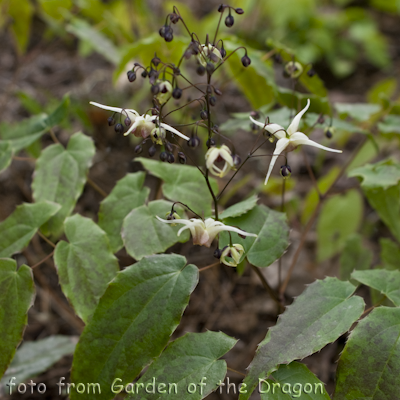 Epimedium Domino