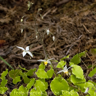 Epimedium f. rotundatum