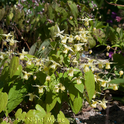 Epimedium Flowers of Sulphur