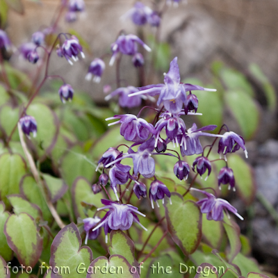 Epimedium Freya