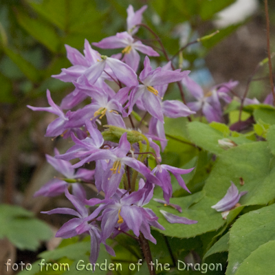 Epimedium Fukujuji