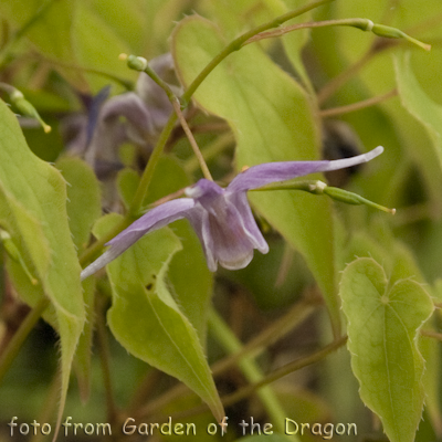 Epimedium Koji