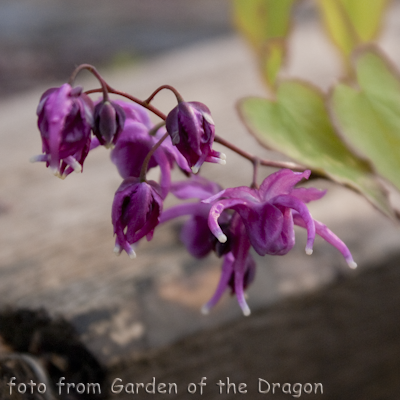 Epimedium Koki