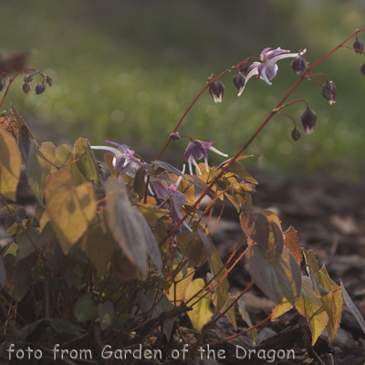 Epimedium Kotobuki