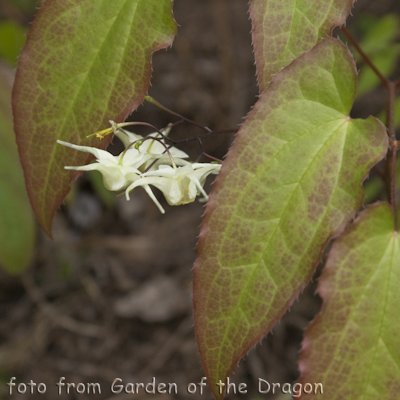 Epimedium La Rocaille