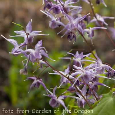 Epimedium Lilafee