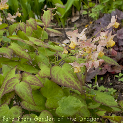 Epimedium Little Shrimps