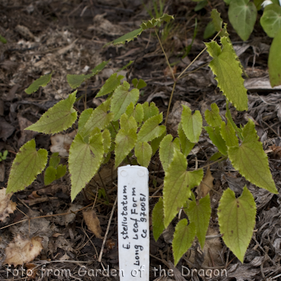 Epimedium Long Leaf Form