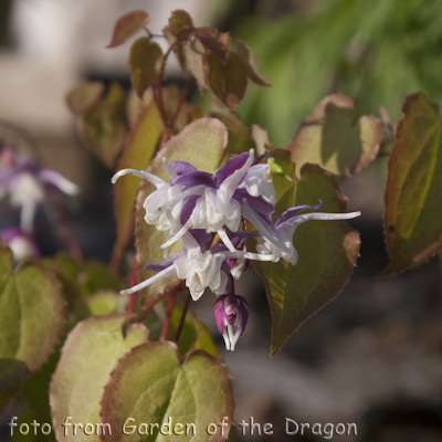 Epimedium Mugawa-Gen-Pan