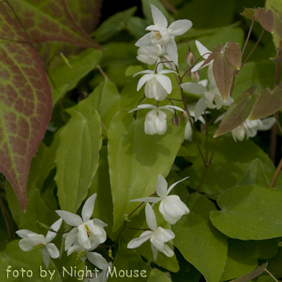 Epimedium Niveum