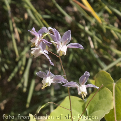 Epimedium no name