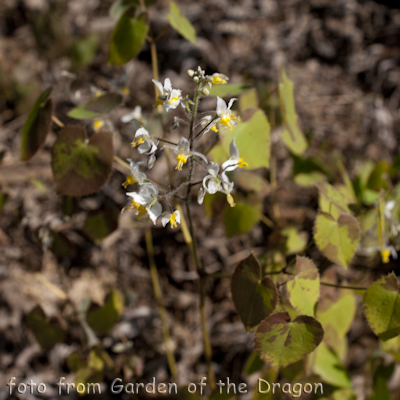 Epimedium Og. 88010