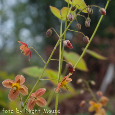 Epimedium Orange Konigin