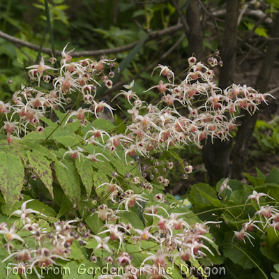 Epimedium Pink Champagne