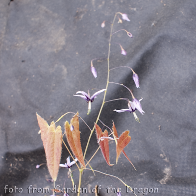 Epimedium Pink Constelation