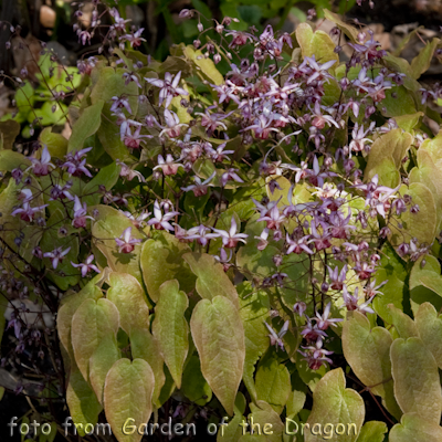 Epimedium Pink Elf