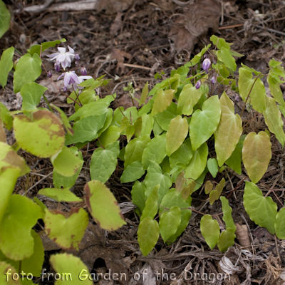 Epimedium Pink Flower