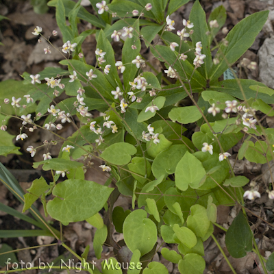 Epimedium pubigerum