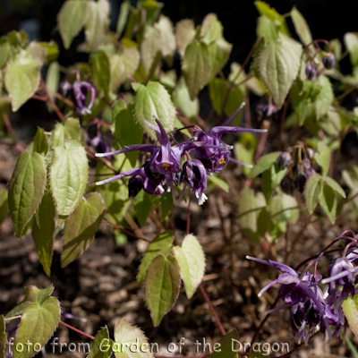 Epimedium Purple Prince