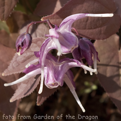 Epimedium Queen Esta