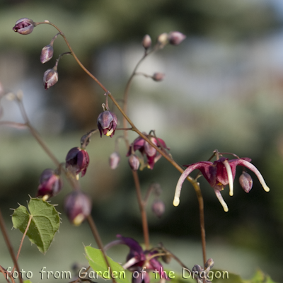 Epimedium Red Maximum