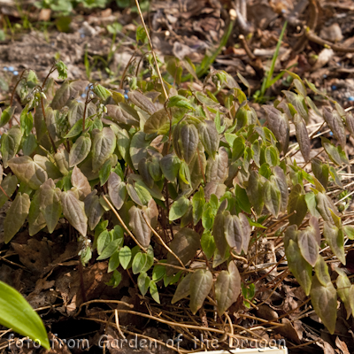 Epimedium Roseum