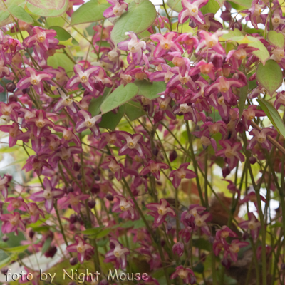 Epimedium Rubrum