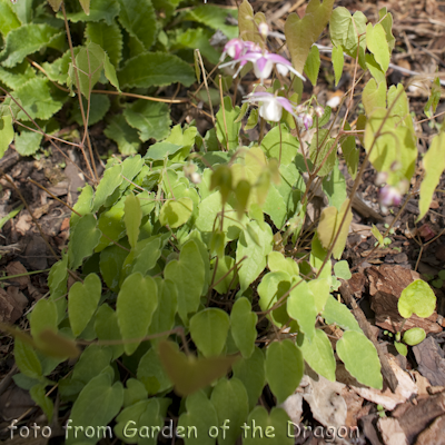 Epimedium Ruby Tuesday