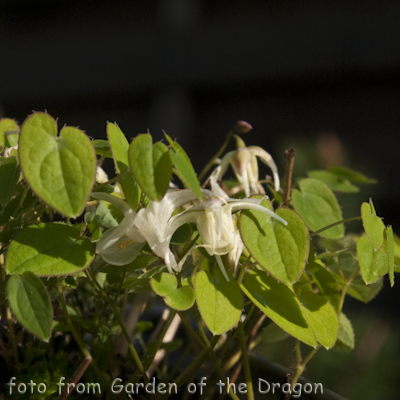 Epimedium Saturn