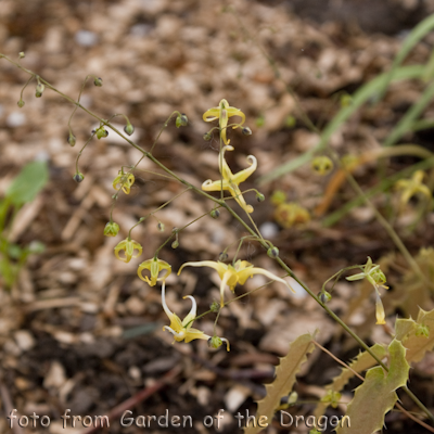 Epimedium Sphinks Twinkle