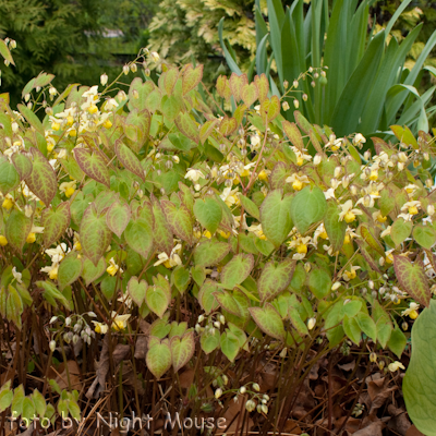 Epimedium Sulphureum