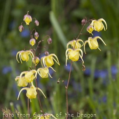 Epimedium Sunshowers