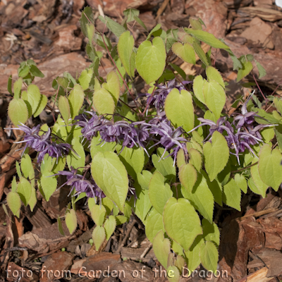 Epimedium Tama no Genpei