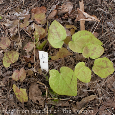 Epimedium Togen