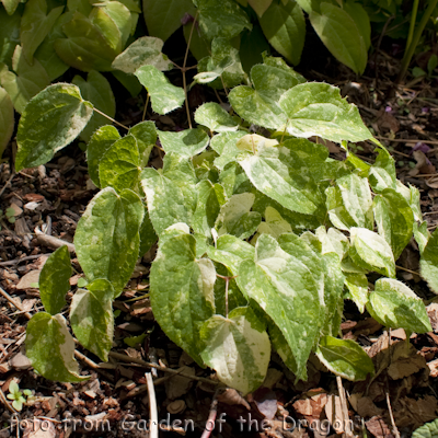 Epimedium Variegated