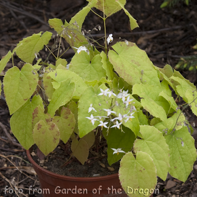 Epimedium Wudang Star