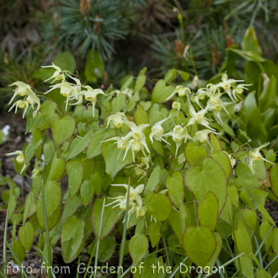 Epimedium Yellow Princess