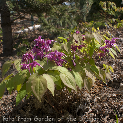 Epimedium Yubae