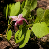 Epimedium Akagiza Kura