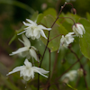 Epimedium Alba