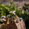 Epimedium Arctic Wings