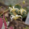 Epimedium Brimstone Butterfly