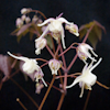 Epimedium BS