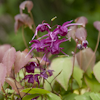 Epimedium Circe