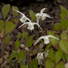 Epimedium Creeping Yellow