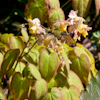 Epimedium Cupreum