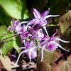 Epimedium Dark Beauty