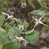 Epimedium Domino