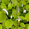 Epimedium f. rotundatum